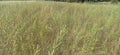 Mixed agriculture paragon pea and mustard and grass in madhubani India