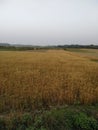 Mixed agriculture of pulse wheat plant tree in madhubani India