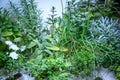 Mixed Aromatic herbs under special lights