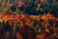 Mixed autumn forest on mountain