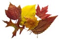 Mixed Autumn Leaves Background