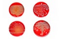 Bacteria colonies