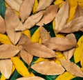 Mixed bay leaves of different color, transition from the summer to autumn