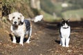 Mixed beagle and old buzzard dog with her young black and white cat friend on a bush path staring at the camera Royalty Free Stock Photo