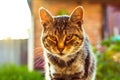 Mixed Bengal cat. Feline, background. Relaxed domestic cat at home, outdoor. Portrait of a beautiful american short hair