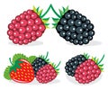 Mixed berries vector illustrations