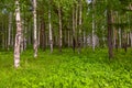 Mixed Birch and coniferous forest in summer