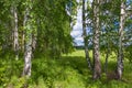 Mixed Birch and coniferous forest in summer Royalty Free Stock Photo