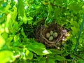 Mixed bird family