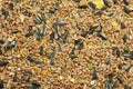 Mixed Bird Seed Royalty Free Stock Photo