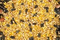 Mixed Bird Seed Royalty Free Stock Photo