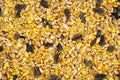 Mixed Bird Seed Royalty Free Stock Photo