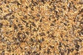 Mixed bird seeds full frame Royalty Free Stock Photo