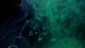 Mixed blue and green paint ink diffuses in water in slow motion on black background with inky cloud swirling and