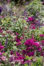 Mixed border of pink flowers in the garden at Chateau de Chaumont in the Loire Valley, France. Royalty Free Stock Photo