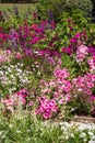 Mixed border of pink flowers in the garden at Chateau de Chaumont in the Loire Valley, France. Royalty Free Stock Photo