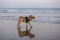 Mixed bread dog on beach playing in water Royalty Free Stock Photo