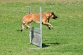 Dog jumping over fence Royalty Free Stock Photo