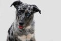 Mixed breed australian shepherd with different colored eyes