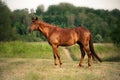 Mixed breed bay horse standing Royalty Free Stock Photo