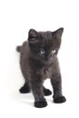 Mixed-Breed Black Cat Kitten, isolated on white Royalty Free Stock Photo