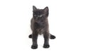 Mixed-Breed Black Cat Kitten, isolated on white Royalty Free Stock Photo