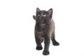 Mixed-Breed Black Cat Kitten, isolated on white Royalty Free Stock Photo