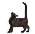 Mixed-breed black cat looking up against black background Royalty Free Stock Photo