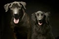 Mixed breed black dogs double portrait in a dark photo studio