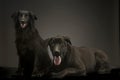 Mixed breed black dogs relaxing in dark photo studio