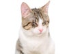 Mixed breed blind cat on white Royalty Free Stock Photo