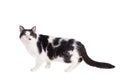 Mixed breed blind cat on white Royalty Free Stock Photo