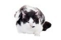 Mixed breed blind cat on white Royalty Free Stock Photo