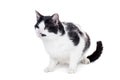 Mixed breed blind cat on white Royalty Free Stock Photo