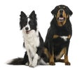 Mixed-breed and border collie Royalty Free Stock Photo