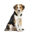 Mixed-breed with a border collie sitting isolated on white Royalty Free Stock Photo