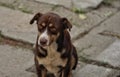 Mixed breed brown dog portrait