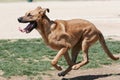 Mixed breed brown dog running at the park