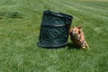 Dog agility barrel practice Royalty Free Stock Photo