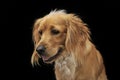 Mixed breed brown funny dog in a dark studio Royalty Free Stock Photo