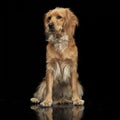 Mixed breed brown funny dog in a dark studio