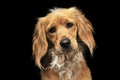 Mixed breed brown funny dog in a dark studio