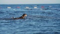 Mixed breed canine enjoys the ocean. A spirited dog wades into the sea