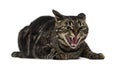 Mixed-breed cat hissing Royalty Free Stock Photo