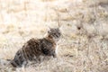 Mixed breed cat outdoor field grass dry fluffy