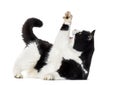 Mixed breed cat reaching up against white background