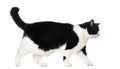 Mixed breed cat walking against white background Royalty Free Stock Photo