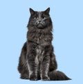 Mixed-breed cat whit a main coon (1 year old), on blue backgrou Royalty Free Stock Photo