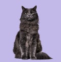 Mixed-breed cat whit a main coon (1 year old), on purple backgr Royalty Free Stock Photo
