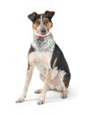 Mixed Breed Cattle Dog Sitting Looking Forward Royalty Free Stock Photo